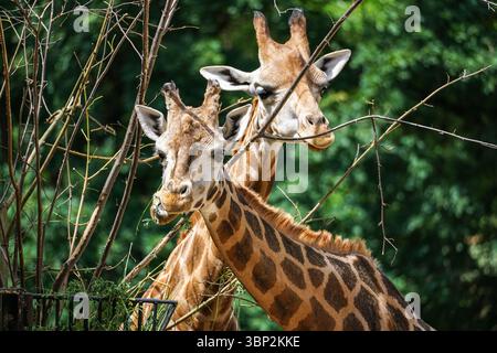Close up portrait of Rothschild's giraffe Stock Photo