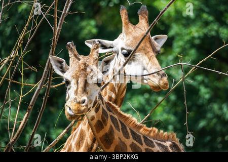 Close up portrait of Rothschild's giraffe Stock Photo