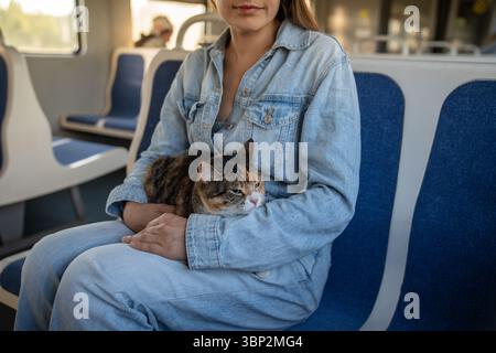 Domestic cat travelling on a train, sleeping, napping, sits on female owners lap.  Stock Photo