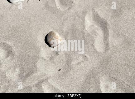 A single smooth, light-colored stone rests on a vast expanse of fine, light-colored sand, creating a minimalist and serene natural background. Stock Photo
