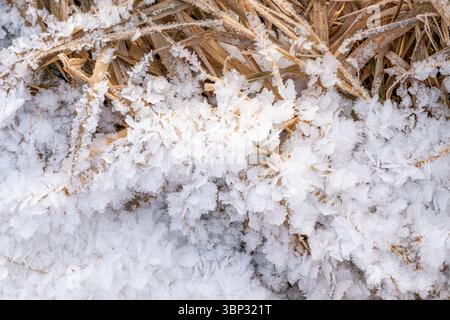 Frost patterns, Eastern North America, by Dominique Braud/Dembinsky Photo Assoc Stock Photo