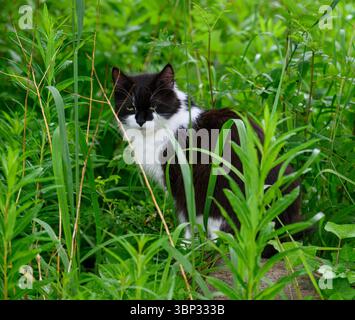 A curious black and white cat is nestled among tall green plants in a garden. The cat appears alert and focused, enjoying its surroundings on a bright Stock Photo