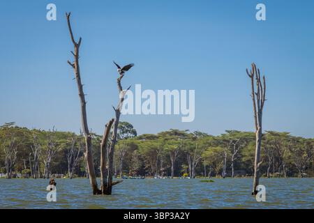 African Fish Eagle Haliaeetus Vocifer sat on a dead tree stump in the middle of the lake. Stock Photo
