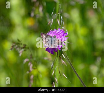 pyrgus alveus large grizzled skipper butterfly sitting on a knautia arvensis in alpine meadow Stock Photo