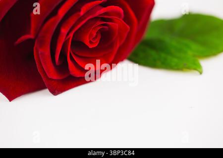 close-up flat design red rose is lying horizontally on white surface with glossy green leaves Stock Photo