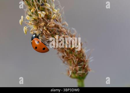 Vibrant Red Ladybug on Brown and Yellow Grass Flower Against Soft Grey Background, Nature Macro Image Stock Photo