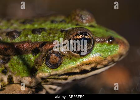 High Resolution Close-Up of Frog’s Eye with Visible Iris Details and Skin Texture, Pelophylax Genus Stock Photo