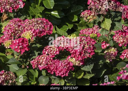 Close-up of pink hydrangea flowers blooming under summer sun, showcasing vibrant color and delicate petals Stock Photo