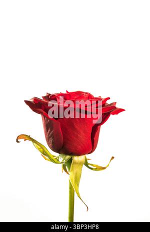 Flat design is showing single red rose with layered petals and green sepals on white backdrop Stock Photo