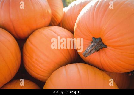 Close-up bright orange pumpkins are piling up in flat vector design, highlighting dry brown stems Stock Photo