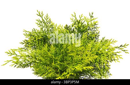 Green thuya twigs isolated on white background Stock Photo