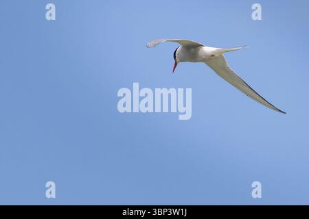 A polar tern floating on the background of a blue, cloudless sky, a place for text Stock Photo