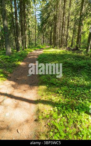 Winding forest path through lush green woodland with dappled sunlight Stock Photo