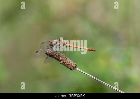 Common Darter Dragonfly; Sympetrum striolatum; Male; on Plantain; UK Stock Photo