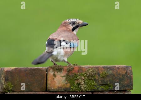 Jay; Garrulus glandarius; on Bricks; UK Stock Photo