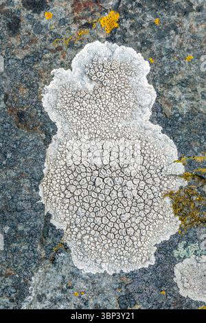 Crab's Eye Lichen; Ochrolechia parella; on Rock; UK Stock Photo