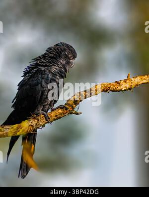 A Red Tailed Black Cockatoo resting on a tree Stock Photo