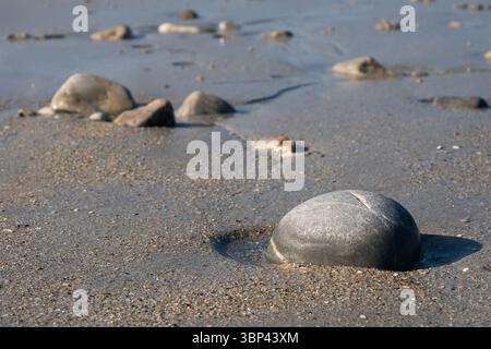 Smooth rocks partially buried in wet sand at low tide. Natural texture on a beach with soft light and no people. Stock Photo