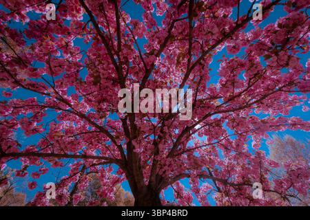 Prunus Serrulata "Kanzan", commonly called Chinese Cherry Tree. Stock Photo