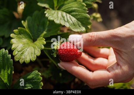 Close up of hand picking fresh ripe organic strawberry from the garden Natural harvest and healthy eating lifestyle concept Stock Photo