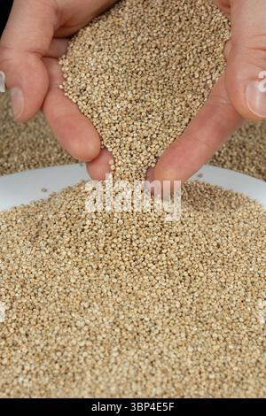White Quinoa Seeds Pour. Healthy Superfood Texture Stock Photo