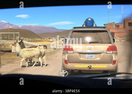 Bolivia in May 25 2025: Lamas crossing the road in front of a car Stock Photo