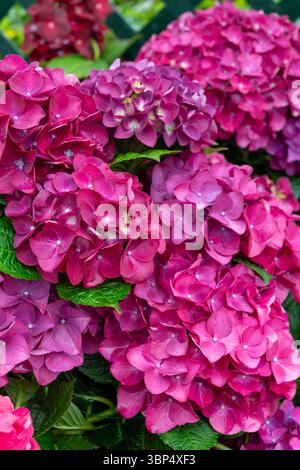 Deep pink mophead Hydrangea in full flower in mid summer. Stock Photo