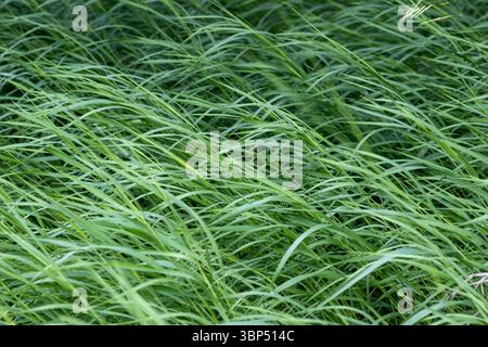 Close-up of lush green grass blades blowing in the wind, creating a natural abstract texture in a meadow. Stock Photo