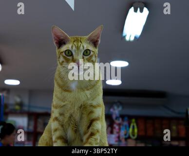 Ginger cat in a store Stock Photo