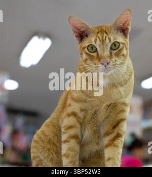 Ginger cat in a store Stock Photo
