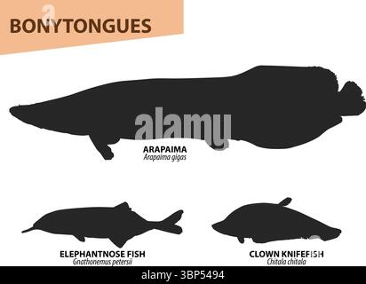 Bonytongue Fish Silhouette Collection with Names and Scientific Labels | Arapaima, Elephantnose, Clown Knifefish Stock Vector