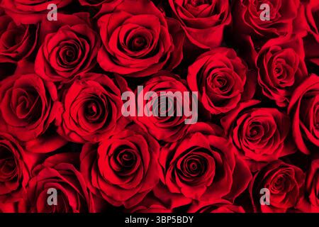 Beautiful background of dark red roses. Red roses close up. Stock Photo