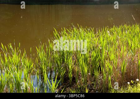 Bright summer sunlight shines on green reeds in the foreground, with green lake water in the background. Stock Photo