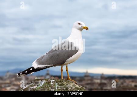Seagull stands on top of a castle against the backdrop of sunset sky in Rome, Italy. Stock Photo