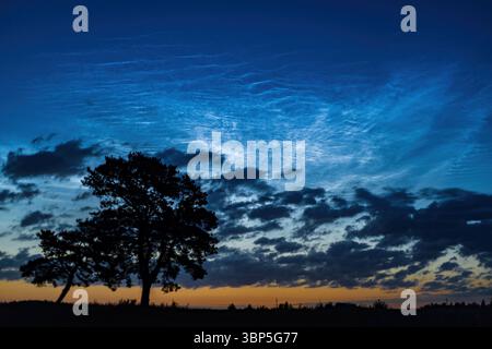 Noctilucent and tropospheric clouds glow in the early morning twilight, and the silhouettes of two closely leaning trees stand out in the foreground. Stock Photo