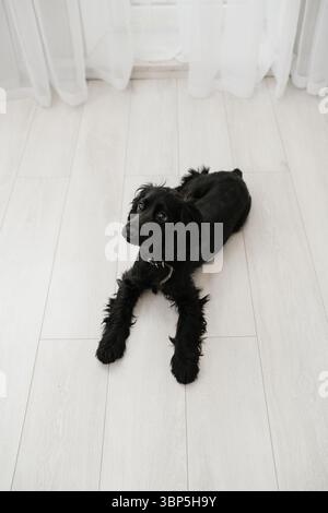 Adorable black English Cocker Spaniel puppy lying down on light wood floor, looking up with curious expression. Stock Photo