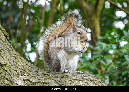 Grey squirrel on a tree eating nut Stock Photo