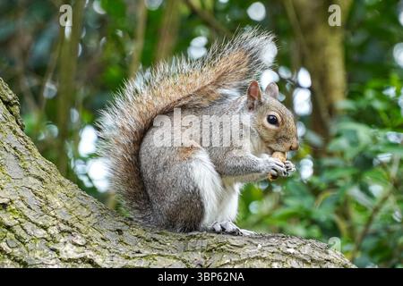 Grey squirrel on a tree eating nut Stock Photo