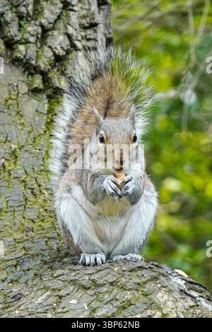 Grey squirrel on a tree eating nut Stock Photo