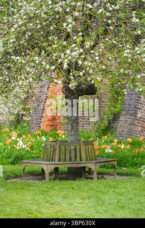 Circular wooden tree bench in Hampton Court Palace gardens, Richmond upon Thames, London, England United Kingdom UK Stock Photo