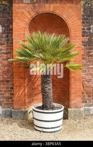 Palm tree growing in a pot in a garden Stock Photo