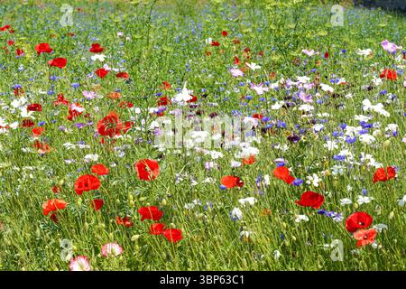 Wild red poppies and wildflowers in the meadow Stock Photo