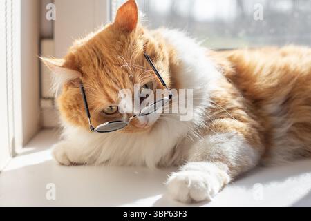 The red cat in round sunglasses with a thoughtful look sits by the window, looking through the glasses. Stock Photo