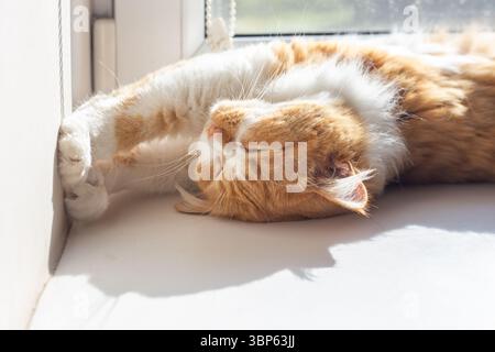 A ginger cat stretched out on a white windowsill, resting his paws on the wall, enjoying the sunlight coming through the window. Stock Photo