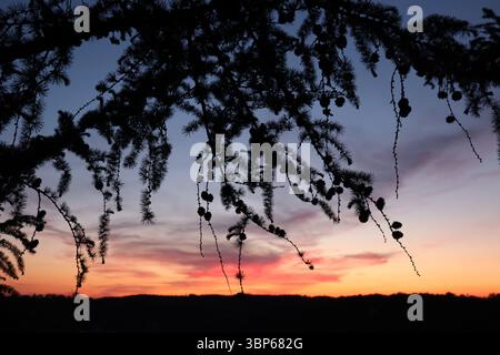 Tree branches in silhouette framing a vibrant sunset sky over forested horizon at Schoene Aussicht in Wasserburg am Inn Stock Photo