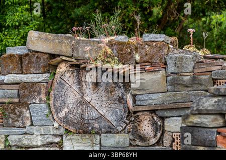 A cross-section of a tree trunk with visible growth rings is set into the insect hotel wall on the island of Mainau. Above it, pink-flowering houseleeks grow on a layer of bricks and wooden logs. Moss covers parts of the grey natural stones. The wall stands on the Lake Constance island in Baden-Württemberg, Germany. Stock Photo