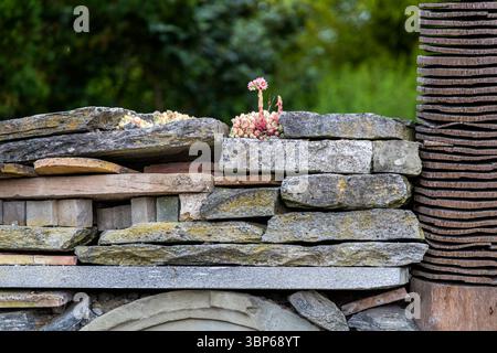 Flowering houseleeks in pink and white grow along the top edge of the insect hotel wall on the island of Mainau. Weathered natural stones and a post of stacked wooden boards frame the plants. The wall serves both as a habitat for insects and as a growing site for dry-wall vegetation. It stands on the Lake Constance island in Baden-Württemberg, Germany. Stock Photo