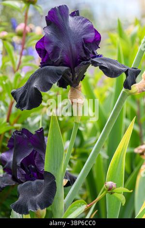Bearded Iris, Iris germanica 'Black is Black", Vancouver, British Columbia, Canada Stock Photo