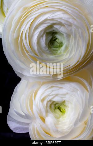 Two Wonderful White Ranunculus Close Up Still Life Stock Photo