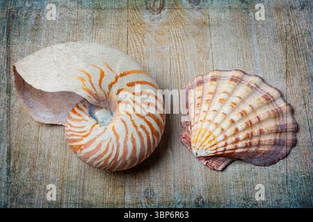 Chambered Nautilus And Seashell Still life Stock Photo